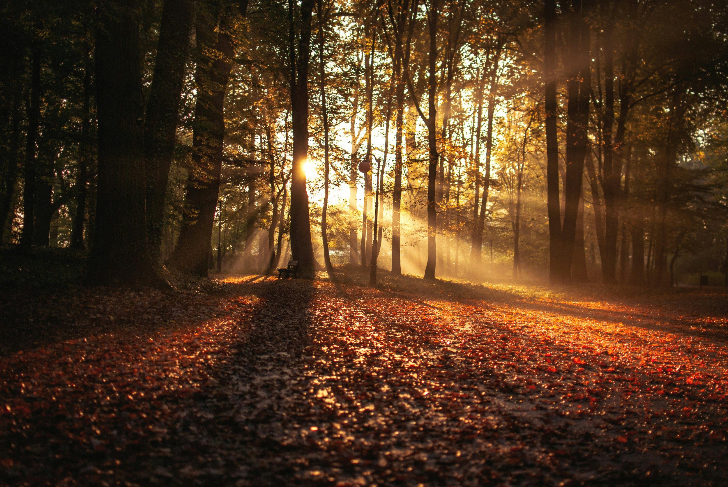 Sunlight through the forest